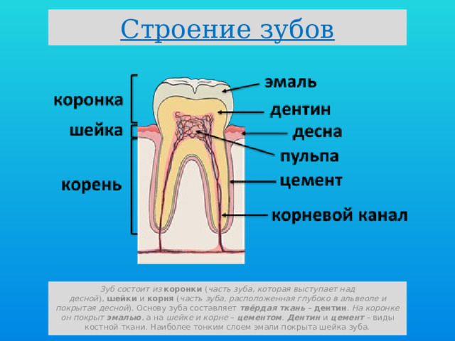 Какие части у зуба. Зуб состоит из. Коронка зуба состоит из.