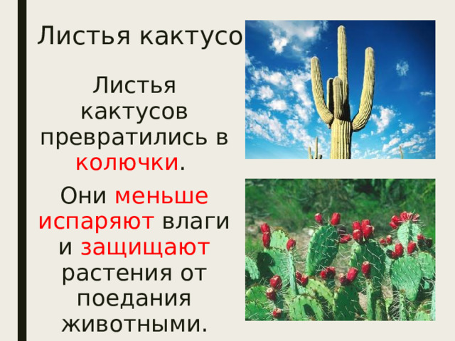 Листья кактусов Листья кактусов превратились в колючки . Они меньше испаряют влаги и защищают растения от поедания животными. 