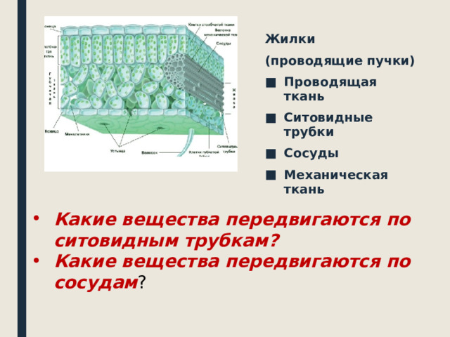 Клетки жилки листа. Жилки листа состоят из. Жилка строение и функция. Проводящая ткань ситовидные трубки механическая ткань. Строение жилки листа.