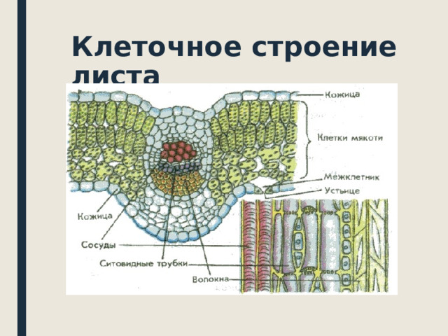 Клеточное строение листа 