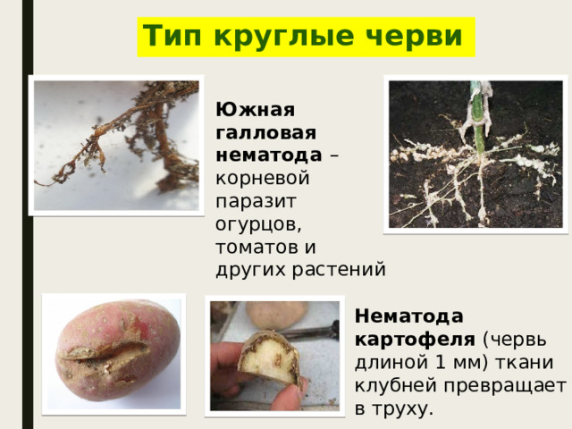 Нематода картофеля (червь длиной 1 мм) ткани клубней превращает в труху. Тип круглые черви Южная галловая нематода – корневой паразит огурцов, томатов и других растений 