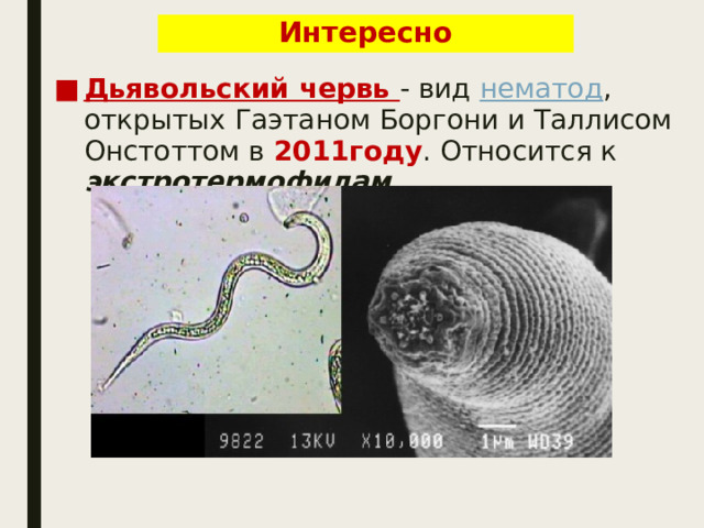 Интересно Дьявольский червь - вид  нематод , открытых Гаэтаном Боргони и Таллисом Онстоттом в 2011году . Относится к экстротермофилам . 