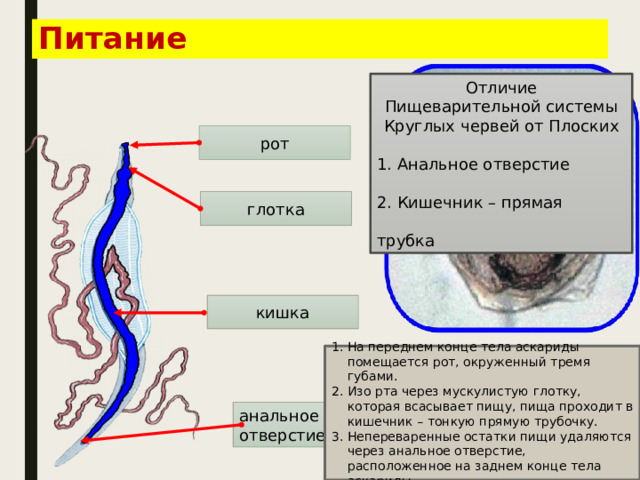 Круглые черви суждения. Сперматозоид круглого червя. Анотомия Круглово червя.