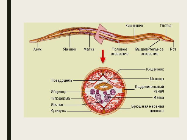 Круглые черви наличие полости тела. Нематоды.