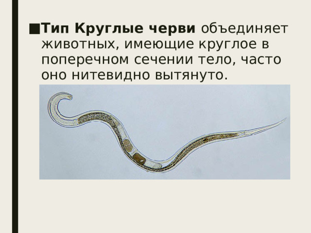 Тип Круглые черви объединяет животных, имеющие круглое в поперечном сечении тело, часто оно нитевидно вытянуто. 