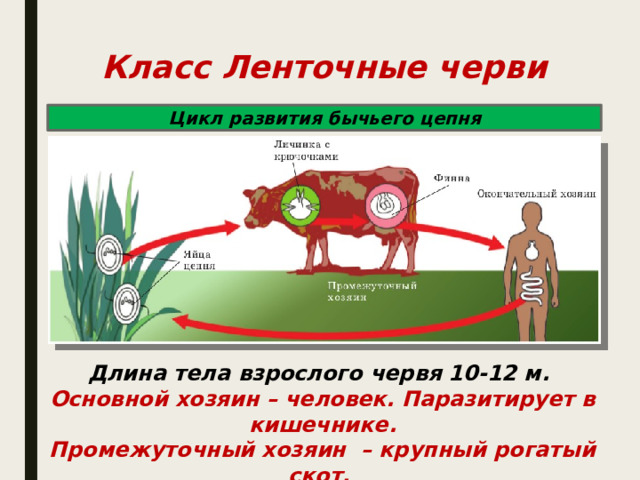 Циклы червей паразитов