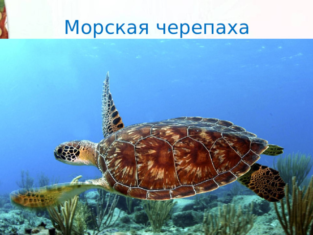Морская черепаха 