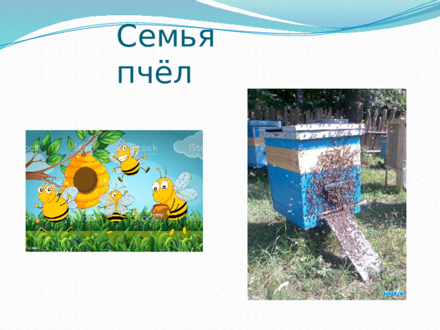 Семья пчёл 