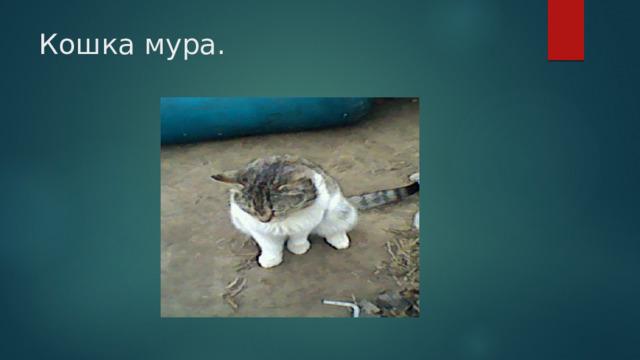 Кошка мура. 