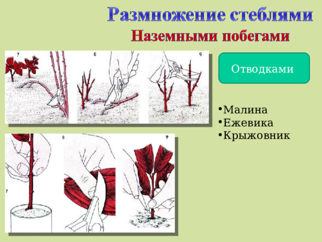 Отводками Малина Ежевика Крыжовник 