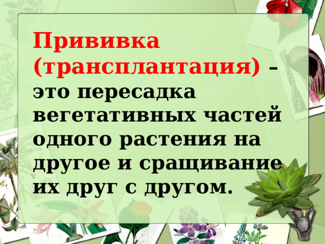 Прививка (трансплантация) – это пересадка вегетативных частей одного растения на другое и сращивание их друг с другом. 