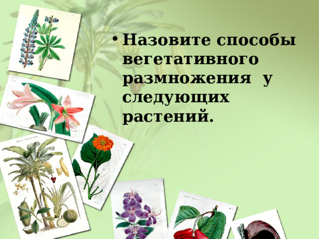 Назовите способы вегетативного размножения у следующих растений. 