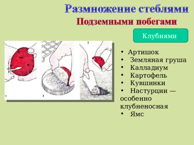 Клубнями  Артишок  Земляная груша  Калладиум  Картофель  Кувшинки  Настурции — особенно клубненосная  Ямс 