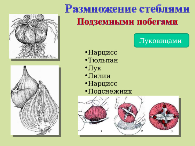 Луковицами Нарцисс Тюльпан Лук Лилии Нарцисс Подснежник 