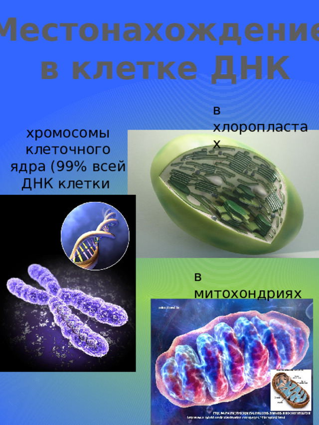 Местонахождение  в клетке ДНК в хлоропластах хромосомы клеточного ядра (99% всей ДНК клетки в митохондриях 