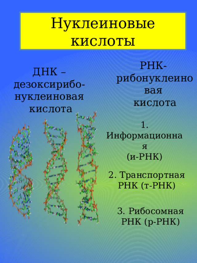 Нуклеиновые кислоты РНК- рибонуклеиновая кислота ДНК – дезоксирибо-нуклеиновая  кислота 1. Информационная (и-РНК) 2. Транспортная РНК (т-РНК) 3. Рибосомная РНК (р-РНК) 