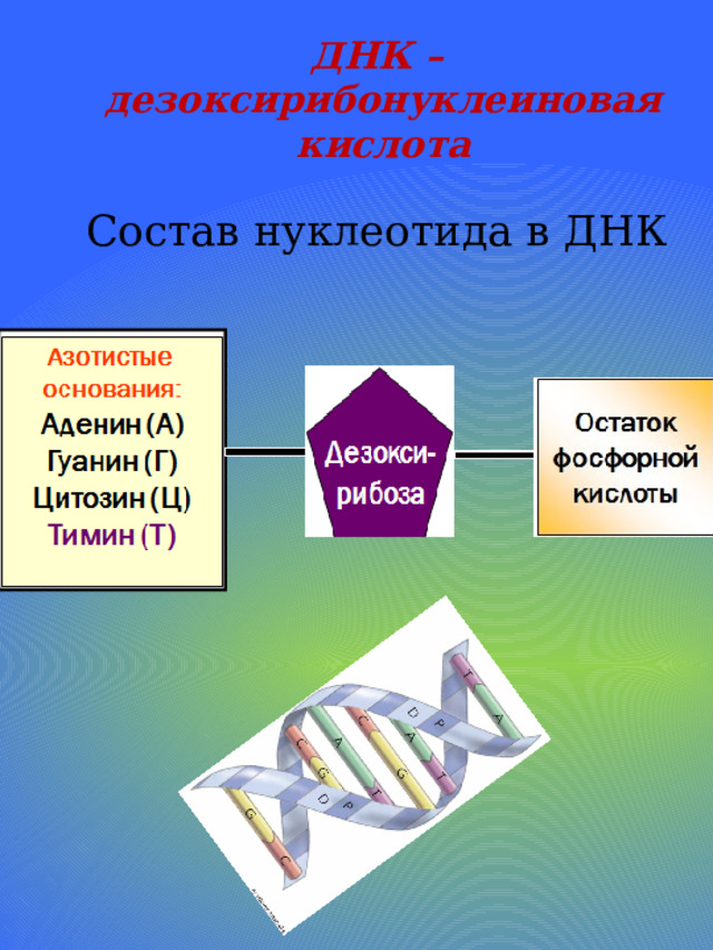 ДНК –  дезоксирибонуклеиновая  кислота Состав нуклеотида в ДНК 