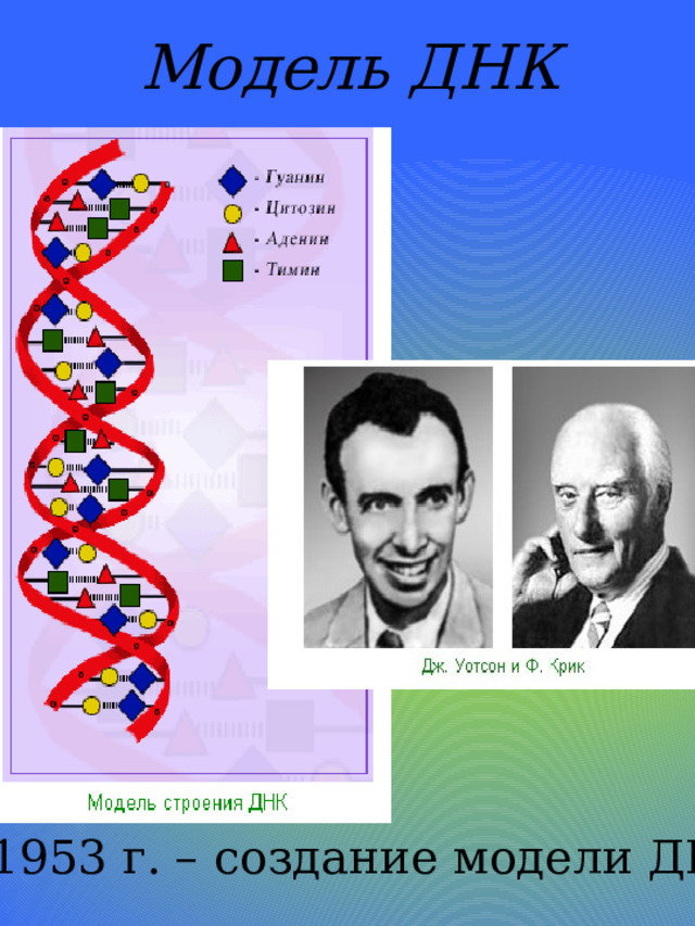 Модель ДНК 1953 г. – создание модели ДНК 