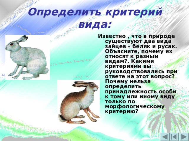 Определить критерий вида: Рисунки Известно , что в природе существуют два вида зайцев – беляк и русак. Объясните, почему их относят к разным видам?. Какими критериями вы руководствовались при ответе на этот вопрос? Почему нельзя определить принадлежность особи к тому или иному виду только по морфологическому критерию? 