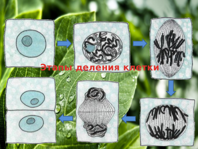 Этапы деления клетки 