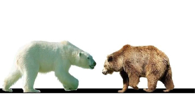 Сравнение белого и бурого медведя 