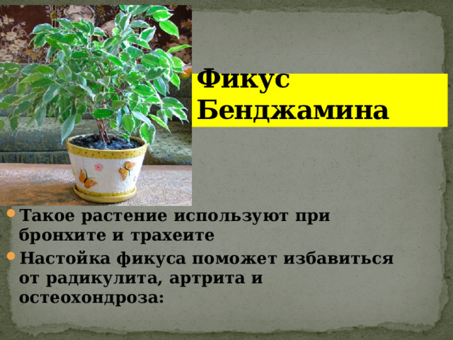 Фикус Бенджамина Такое растение используют при бронхите и трахеите Настойка фикуса поможет избавиться от радикулита, артрита и остеохондроза: 