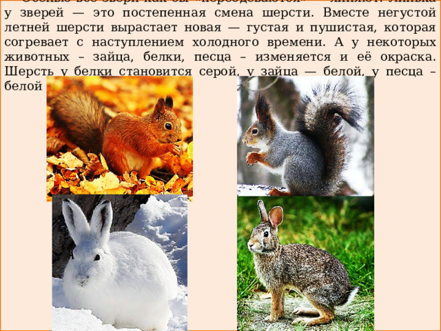 Изменения жизни животных летом 5 класс биология. Изменения животных осенью. Осенние изменения у животных. Осенние изменения в жизни животных. Сезонные изменения животных осенью.