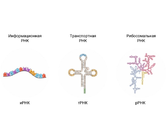 Рисунок молекулы рнк. Типы РНК схема. Строение МРНК ТРНК РРНК. Структура ИРНК ТРНК РРНК. Типы РНК строение.
