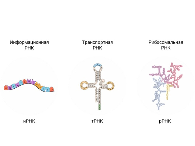 Состав рнк. Типы РНК схема. Строение и функции МРНК, ТРНК, РРНК. Схема строения информационной РНК. Структуры молекул ИРНК ТРНК РРНК.