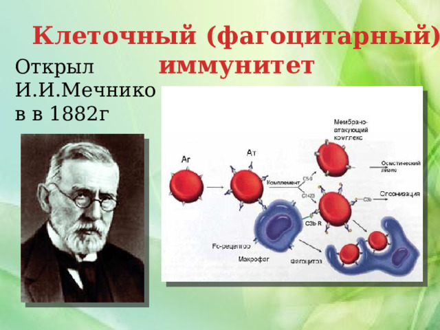 Клеточный (фагоцитарный) иммунитет Открыл И.И.Мечников в 1882г 