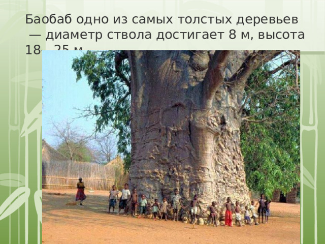 Баобаб одно из самых толстых деревьев — диаметр ствола достигает 8 м, высота 18—25 м 