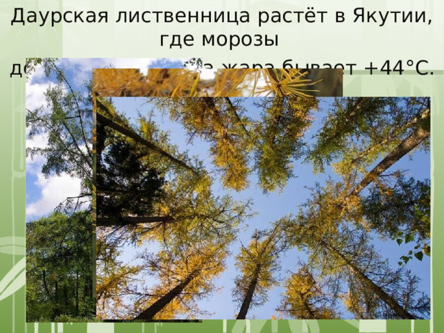 Даурская лиственница растёт в Якутии, где морозы доходят до -65 ° С, а жара бывает +44 ° С. 