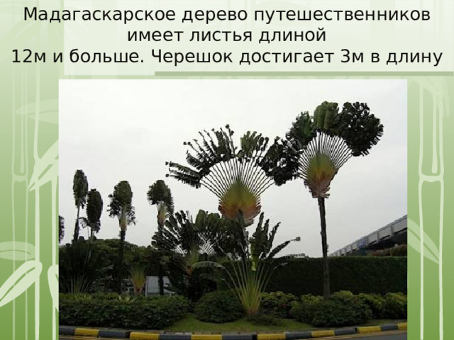 Мадагаскарское дерево путешественников имеет листья длиной 12м и больше. Черешок достигает 3м в длину 