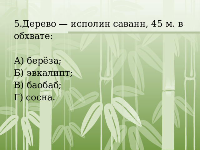 5.Дерево — исполин саванн, 45 м. в обхвате: А) берёза; Б) эвкалипт; В) баобаб; Г) сосна. 