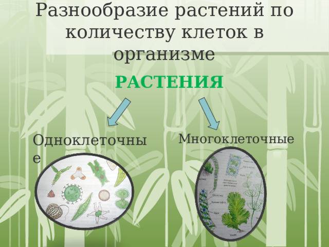 Многообразие и значение растений. Дополнительное сообщение на тему многообразие и значение растений. Оклад на тему «многообразие и значение растений».. Многообразие и значение растений животных и грибов.