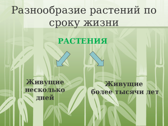 Разнообразие растений по сроку жизни РАСТЕНИЯ Живущие несколько дней Живущие более тысячи лет 