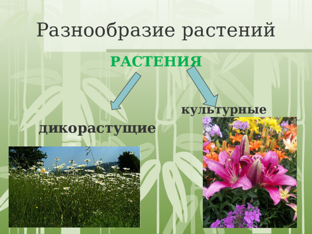 Разнообразие растений РАСТЕНИЯ культурные дикорастущие 