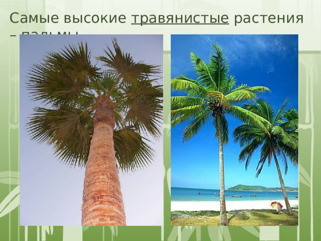 Самые высокие травянистые растения – пальмы 
