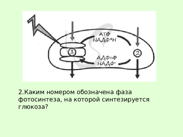 Каким номером на рисунке обозначена трансляция