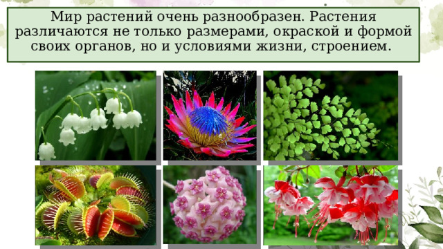 Мир растений очень разнообразен. Растения различаются не только размерами, окраской и формой своих органов, но и условиями жизни, строением. 