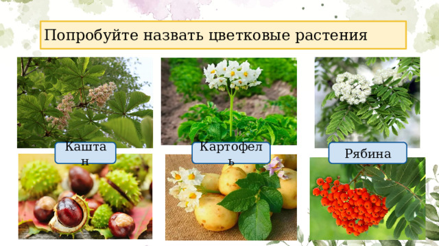 Попробуйте назвать цветковые растения Каштан Картофель Рябина 