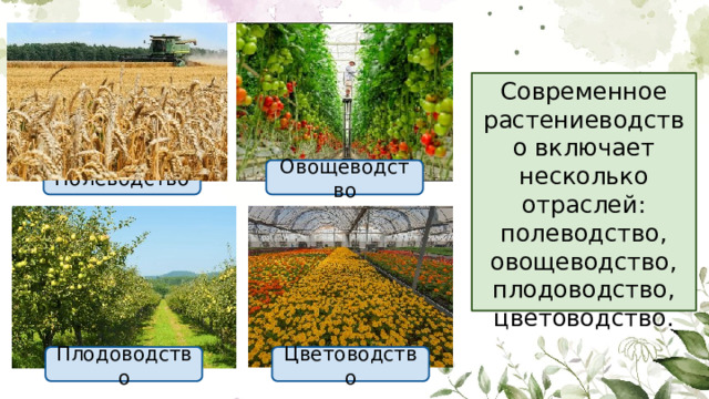 Современное растениеводство включает несколько отраслей: полеводство, овощеводство, плодоводство, цветоводство. Полеводство Овощеводство Плодоводство Цветоводство 