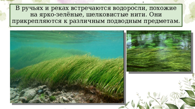В ручьях и реках встречаются водоросли, похожие на ярко-зелёные, шелковистые нити. Они прикрепляются к различным подводным предметам. 
