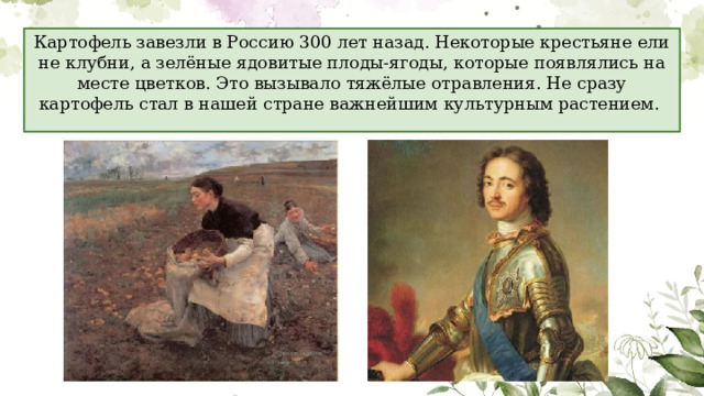 Картофель завезли в Россию 300 лет назад. Некоторые крестьяне ели не клубни, а зелёные ядовитые плоды-ягоды, которые появлялись на месте цветков. Это вызывало тяжёлые отравления. Не сразу картофель стал в нашей стране важнейшим культурным растением. 