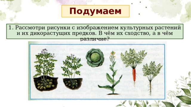 Подумаем 1. Рассмотри рисунки с изображением культурных растений и их дикорастущих предков. В чём их сходство, а в чём различие? 
