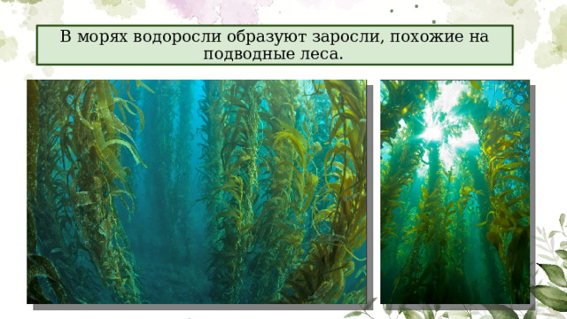 В морях водоросли образуют заросли, похожие на подводные леса.  
