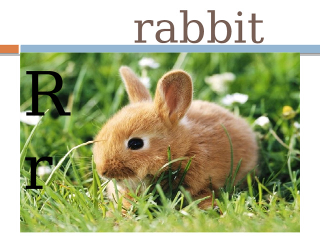  rabbit R r 