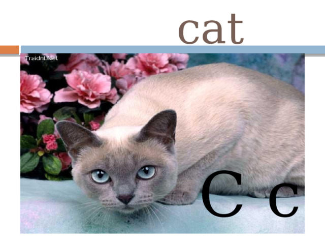  cat C c 