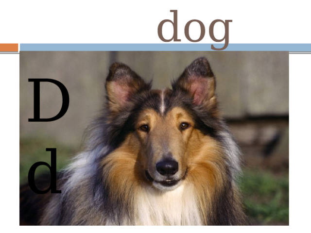  dog D d 