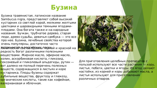 Бузина Бузина травянистая, латинское название Sambucus nigra, представляет собой высокий кустарник со светлой корой, мелкими желтыми цветками и шаровидными темными ягодами-плодами. Она богата также и на народные названия. Бучкан, трубчатое дерево, старая леди, древо судьбы, девичья самбука — это все про нее. Бузина, лечебные свойства которой очень популярны, достаточно часто встречается в российских лесах. Химический состав бузины черной и красной на редкость богат различными полезными веществами. Жирное масло, эфирное масло, холин, аскорбиновая кислота, гликозид, гексоневый и гликолевый альдегиды, рутин — вот далеко не полный перечень полезных веществ, содержащихся в листьях и коре кустарника. Плоды бузины содержат дубильные вещества, фруктозу и глюкозу, органические кислоты, такие как кофейная, валериановая и яблочная. Для приготовления целебных препаратов с пользой используют все части растения — кору, листья, побеги, цветки и ягоды. Из ягод делают настойки, из корней и коры добывают масла, а листья используют для приготовления различных отваров. 